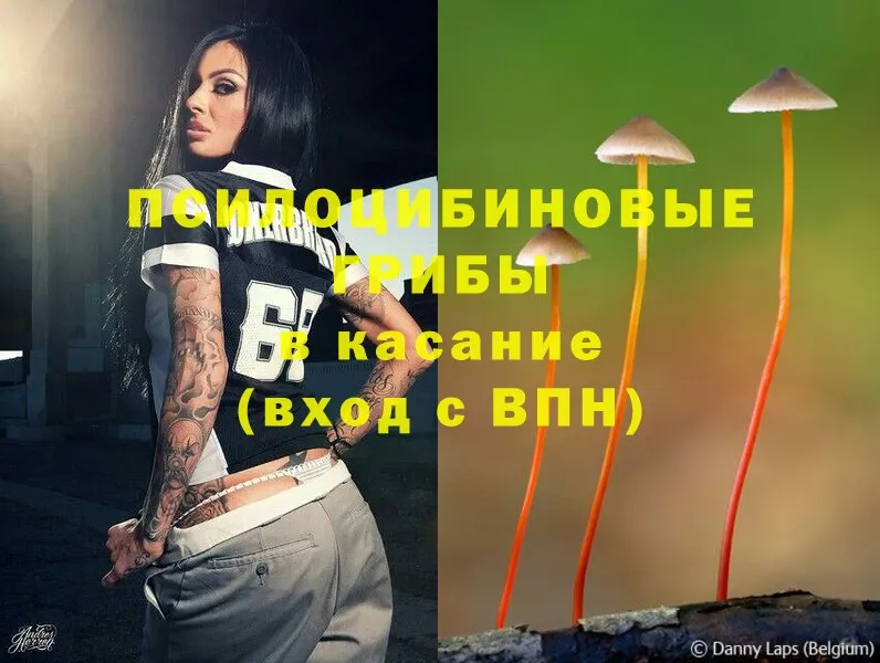 Псилоцибиновые грибы Psilocybe  Кувшиново 